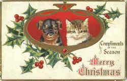 Complements Of The Season Postcard