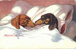 Married For Love Daschunds Married For Love Daschunds