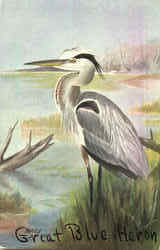 Great Blue Heron Birds Postcard Postcard
