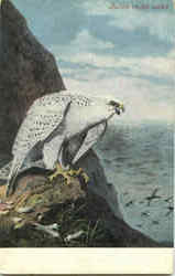 Falcon On The Watch Birds Postcard Postcard