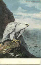 Falcon On The Watch Postcard
