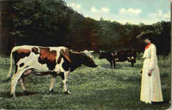 Cows Cows & Cattle Postcard Postcard
