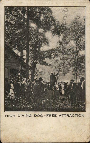 High Diving Dog - Free Attraction Dogs