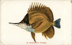 Hawaiian fish kikakapu Postcard Postcard Postcard