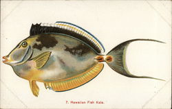 Hawaiian Fish, Kala Postcard Postcard Postcard