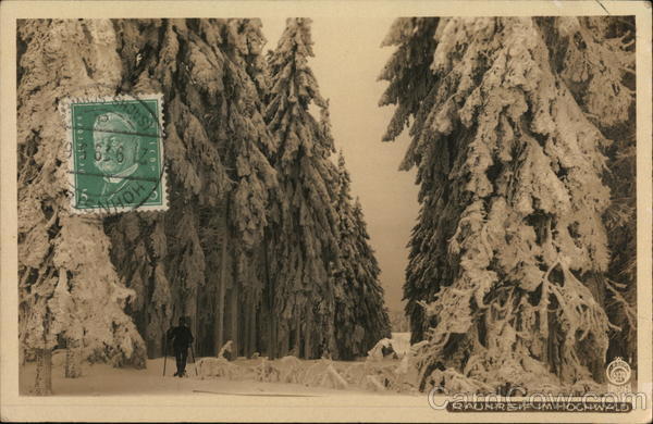 White frost in the forest Germany