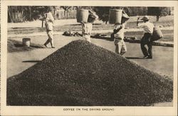 Coffee on the Drying Ground Postcard