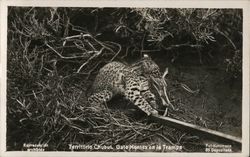 Territorio Chabut - Gato Montes en la Trampa Postcard Postcard