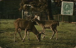 The deer, Beacon Hill Park. Victoria, BC Postcard