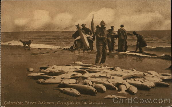 Columbia River Salmon, Caught in a Seine Oregon
