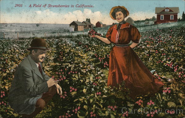 A Field of Strawberries in California