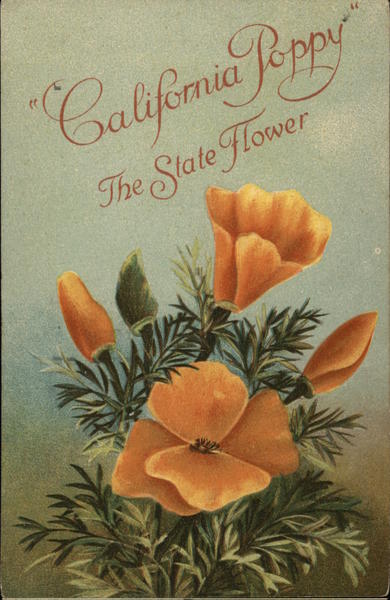 California Poppy the State Flower State Flowers & Seals