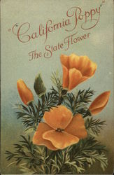 California Poppy the State Flower Postcard