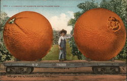 A Carload of Mammoth Navel Oranges Exaggeration Postcard Postcard Postcard