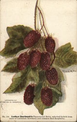 Luther Burbank's Phemonenal Berry Fruit Postcard Postcard Postcard