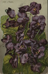 Violets Flowers Postcard Postcard Postcard