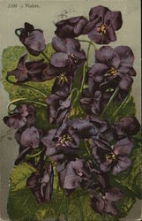 Violets Postcard