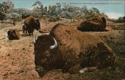 Buffalo at the Park Buffalo at the Park