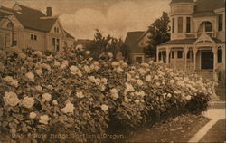 A Rose Hedge Portland, OR Postcard Postcard Postcard