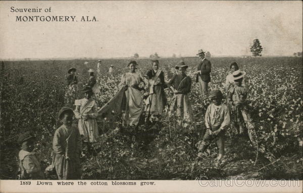 Down Where the Cotton Blossoms Grow Montgomery Alabama