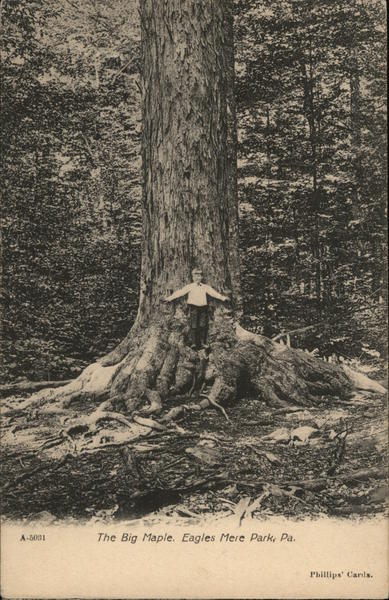 The Big Maple Eagles Mere Park Pennsylvania