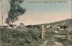 Pasture Scene at McNally Farm Groveton, NH Postcard Postcard Postcard