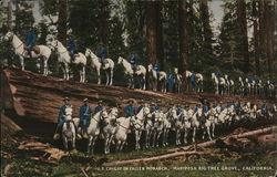 U.S. Cavalry on Fallen Monarch Yosemite National Park, CA Postcard Postcard Postcard