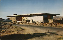 Ginkgo Petrified Forest Musem Postcard