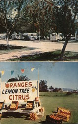 Lemon Tree Trailer Park Yuma, AZ Postcard Postcard Postcard