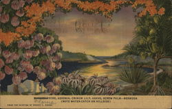 Flora of Bermuda Postcard Postcard Postcard