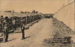 Tobacco Plantation in the Connecticut Valley Postcard