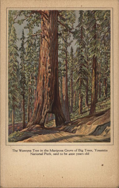 The Wawona Tree in the Mariposa Grove of Big Trees, Said to be 4000 Years Old
