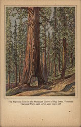 The Wawona Tree in the Mariposa Grove of Big Trees, Said to be 4000 Years Old Postcard