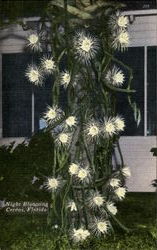 Night Blooming Cereus Scenic, FL Postcard Postcard