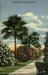 Oleanders In Full Bloom Scenic, FL Postcard Postcard