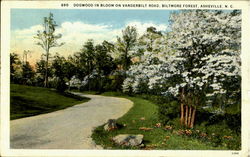 Dogwood In Bloom Vanderbilt Road Asheville, NC Postcard Postcard