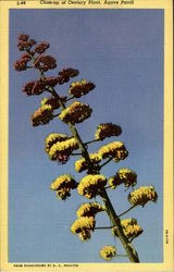 Close-Up Of Century Plant Agave Parrii Cactus & Desert Plants Postcard Postcard