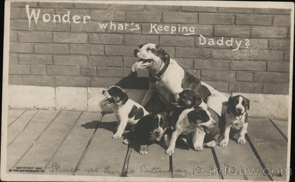 Dogs Waiting for Owner