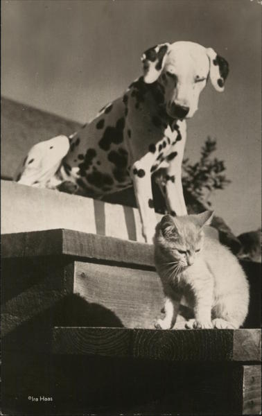 Dalmation and Cat Dogs