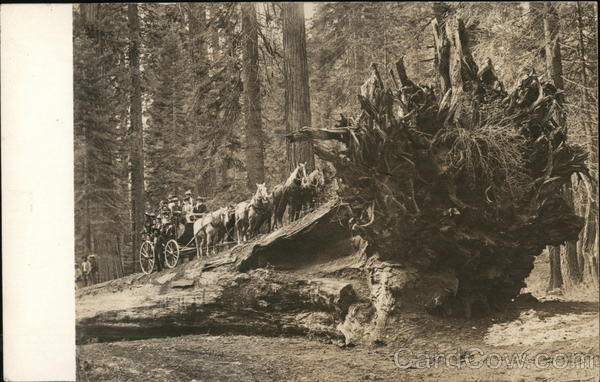 Stagecoach on Giant Redwood Trees