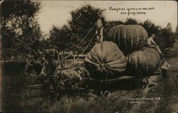 Pumpkins Grown In Our Soil Are Profitable Postcard