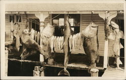 Fish Catch Strung Up Postcard