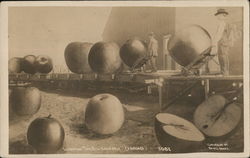 Loading the Big Red Apple, Exaggeration Postcard