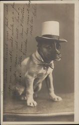 Dog Wearing Top Hat and Bow Tie Dog Wearing Top Hat and Bow Tie
