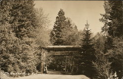 Mt. Rainier Park Entrance Postcard