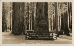 Lane's Redwood Flat Postcard