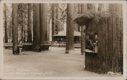 Office, Lanes Redwood Flat Postcard