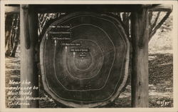 Log Slice Showing Age Rings, Muir Woods National Monument Postcard