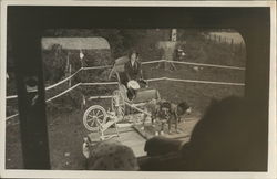 Woman in Dog-Drawn Cart Dogs Postcard Postcard Postcard