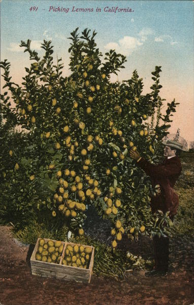 Picking Lemons in California
